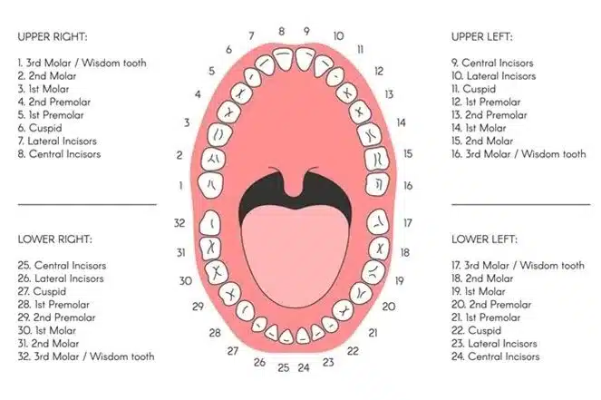 Permanent teeth