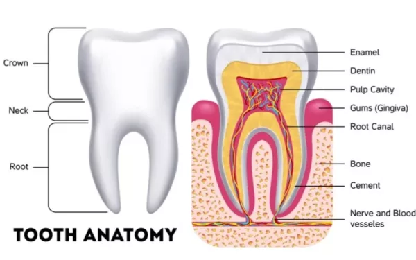 dental anatomy